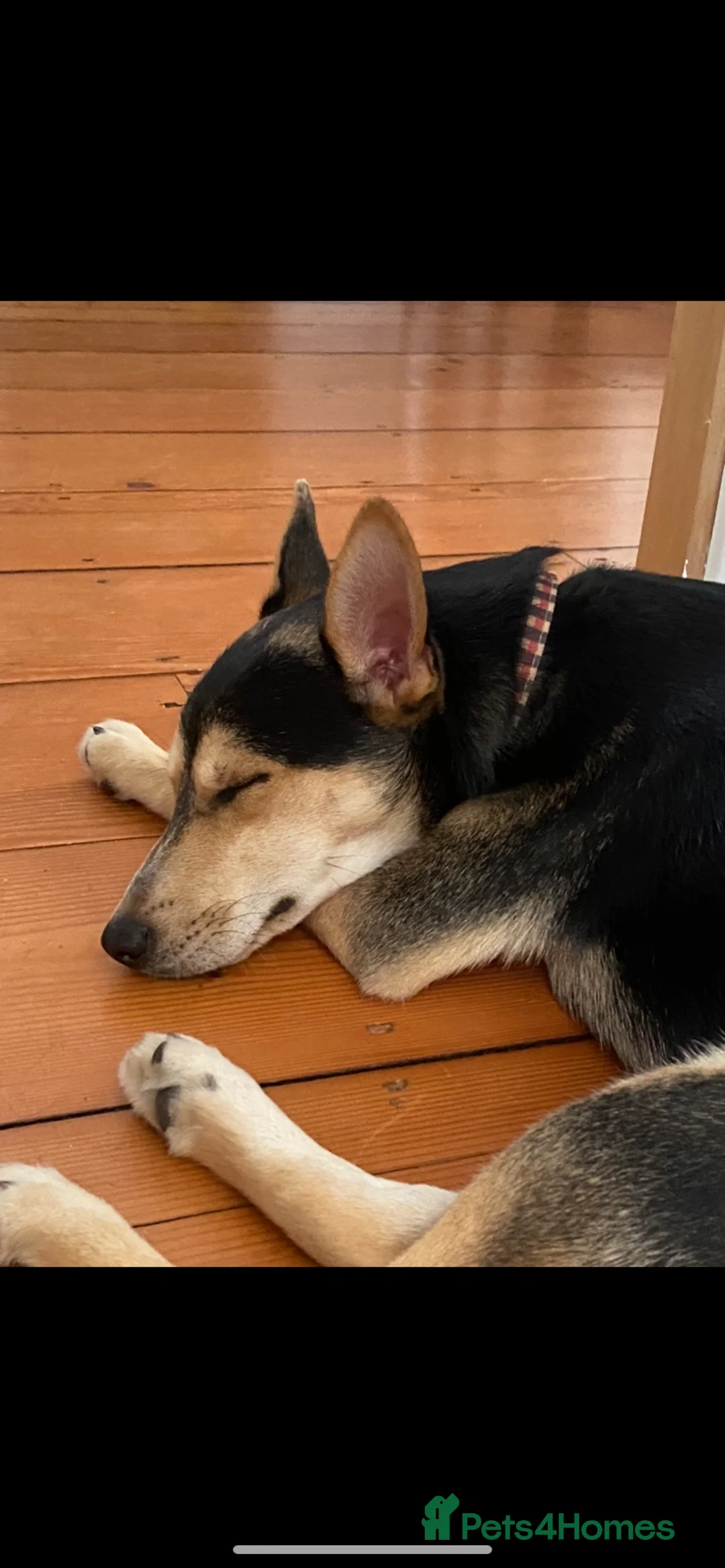 Mixed Breed dogs for sale: Bane mixed breed in Bridport - Advert 2