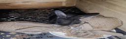 Continental Giant rabbits for sale: Continental giant babies  - Advert 8