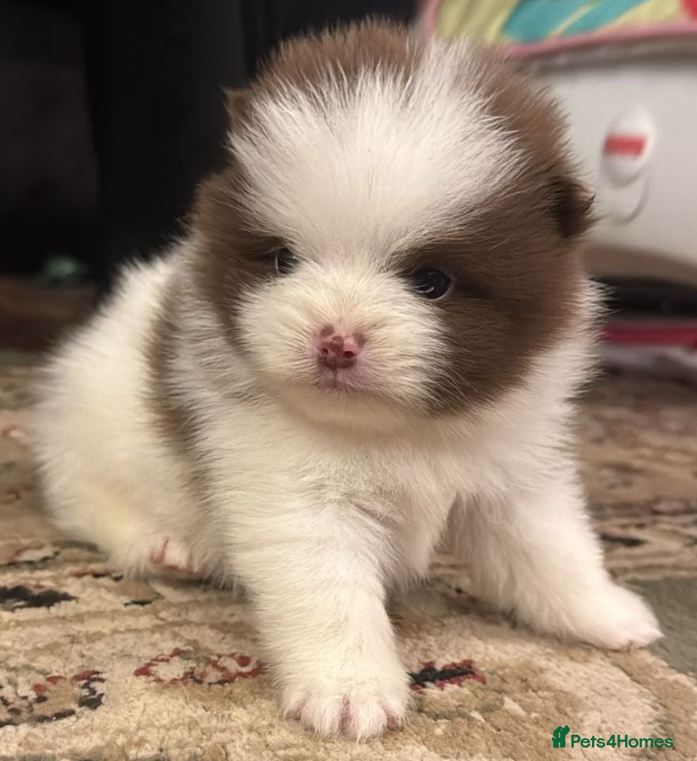 Pomeranian dogs Kc Beautiful chocolate parti poms 🤎🤍 - Advert 9