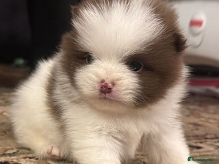 Pomeranian dogs Kc Beautiful chocolate parti poms 🤎🤍 - Advert 9
