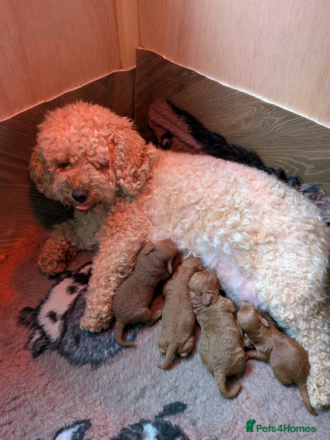 Cavapoo dogs for sale: Cavapoo Litter - Advert 9