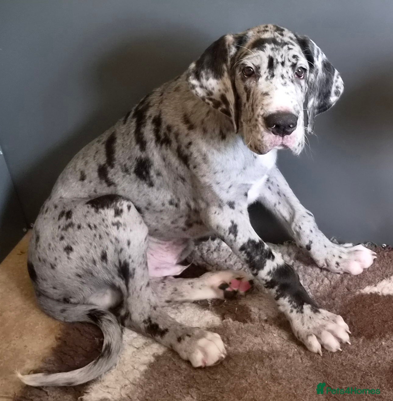Great Dane dogs KC REG. READY NOW, FULLY VACCINATED  - Advert 9