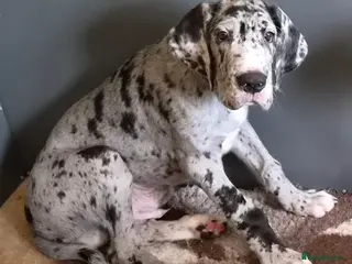 Great Dane dogs KC REG. READY NOW, FULLY VACCINATED - Advert 16