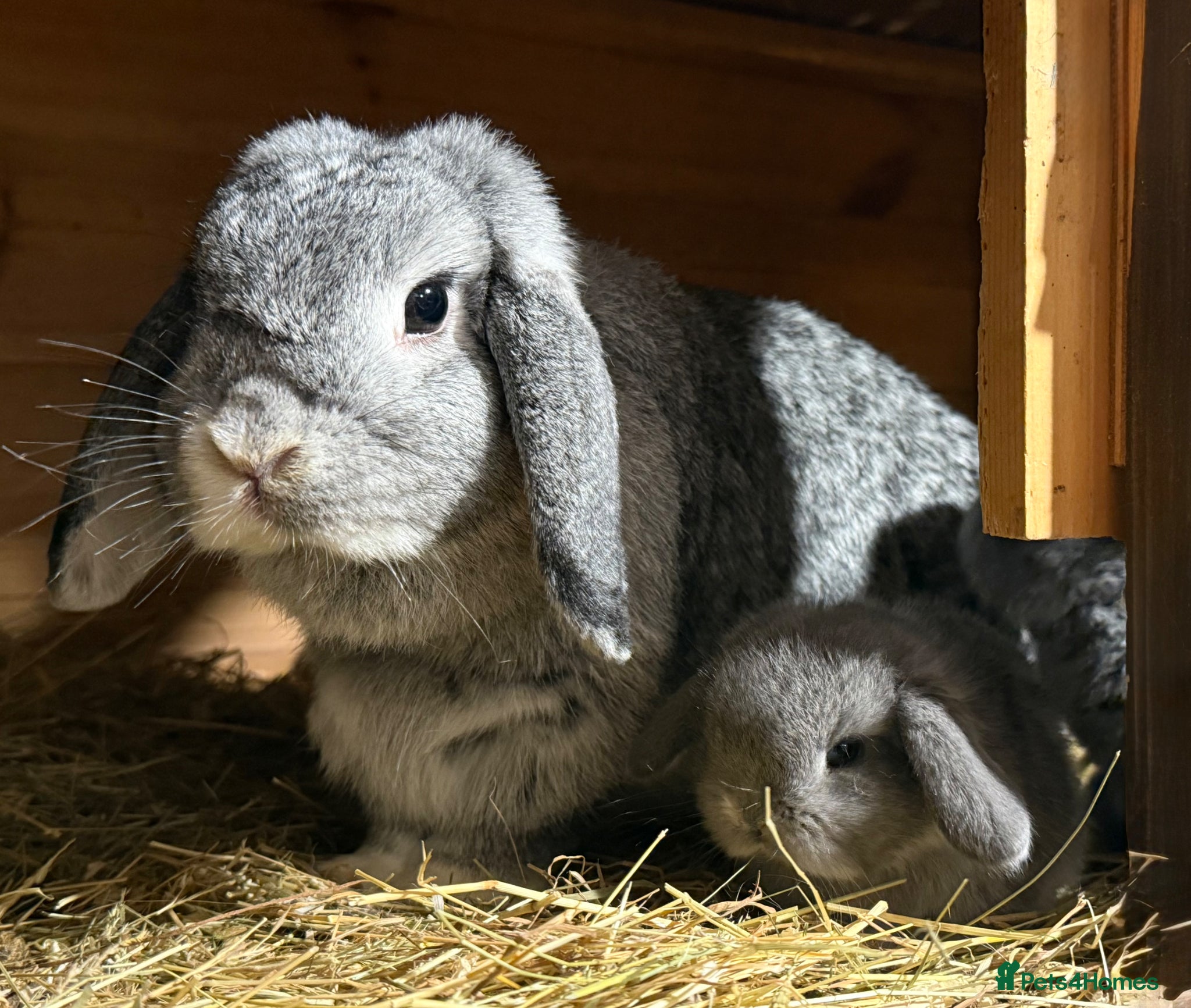 Mini Lop rabbits Mother and daughter duo  - Advert 2