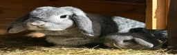 Mini Lop rabbits for sale: Mother and daughter duo  - Advert 1