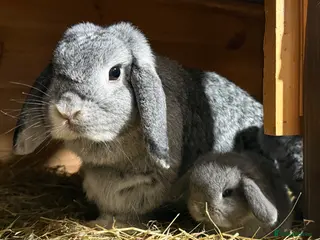 Mini Lop rabbits Mother and daughter duo - Advert 2