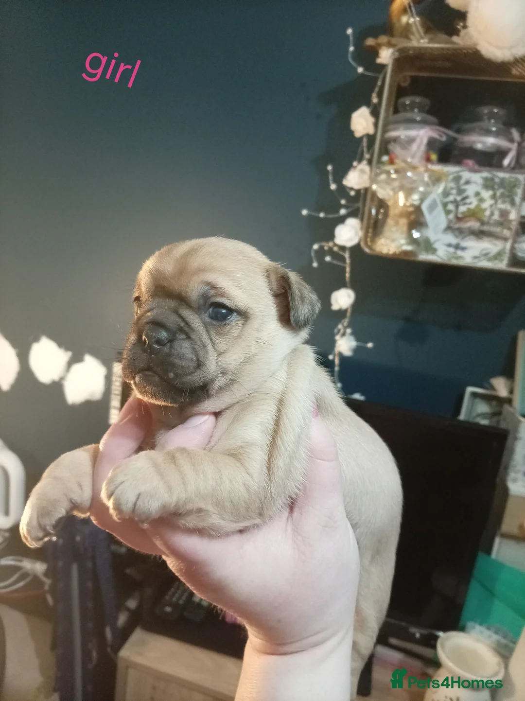 Jug dogs for sale: Jug puppies Jack Russell x pug puppies available - Advert 5