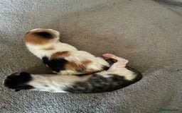 Domestic Shorthair cats for sale: Beautiful kittens available - Image 7