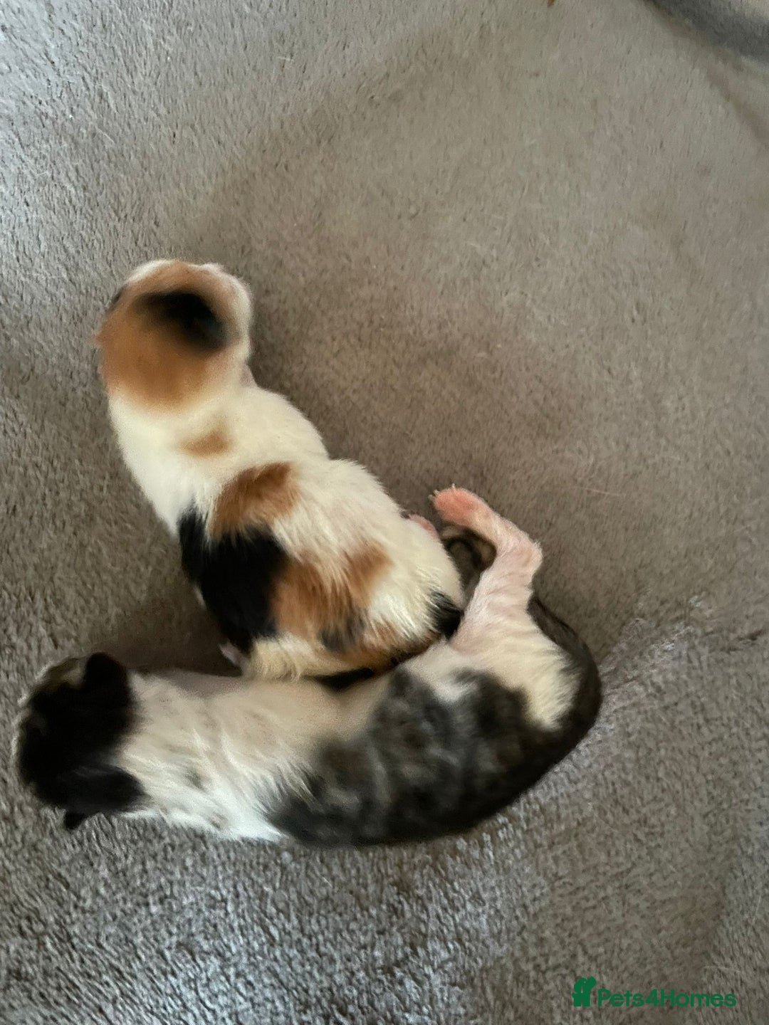 Domestic Shorthair cats for sale: Beautiful kittens available - Image 7