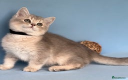 British Shorthair cats for sale: Stunning British shorthair kittens AN 12 GCCF  - Image 1