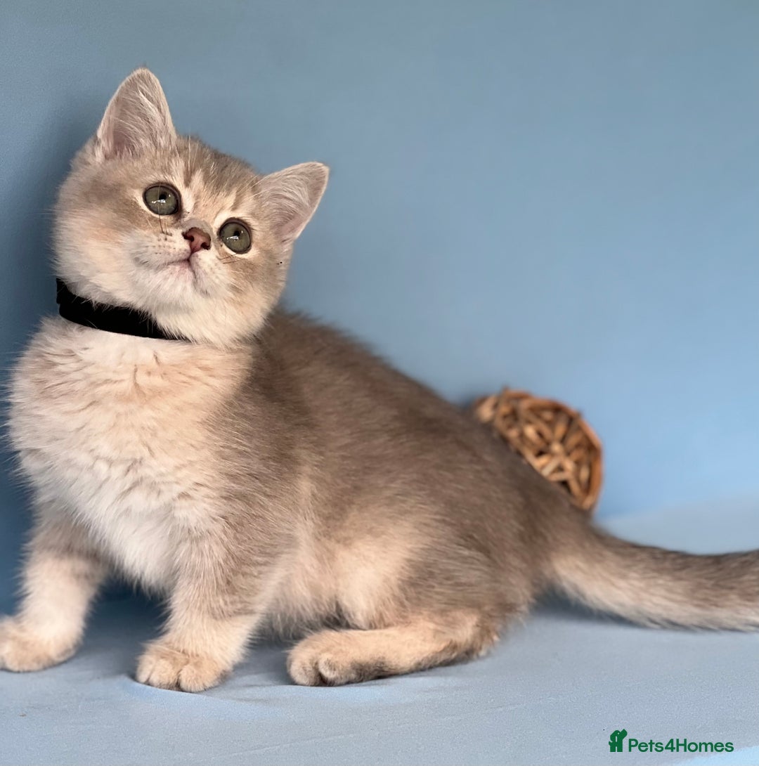 British Shorthair cats for sale: Stunning British shorthair kittens AN 12 GCCF  - Image 1