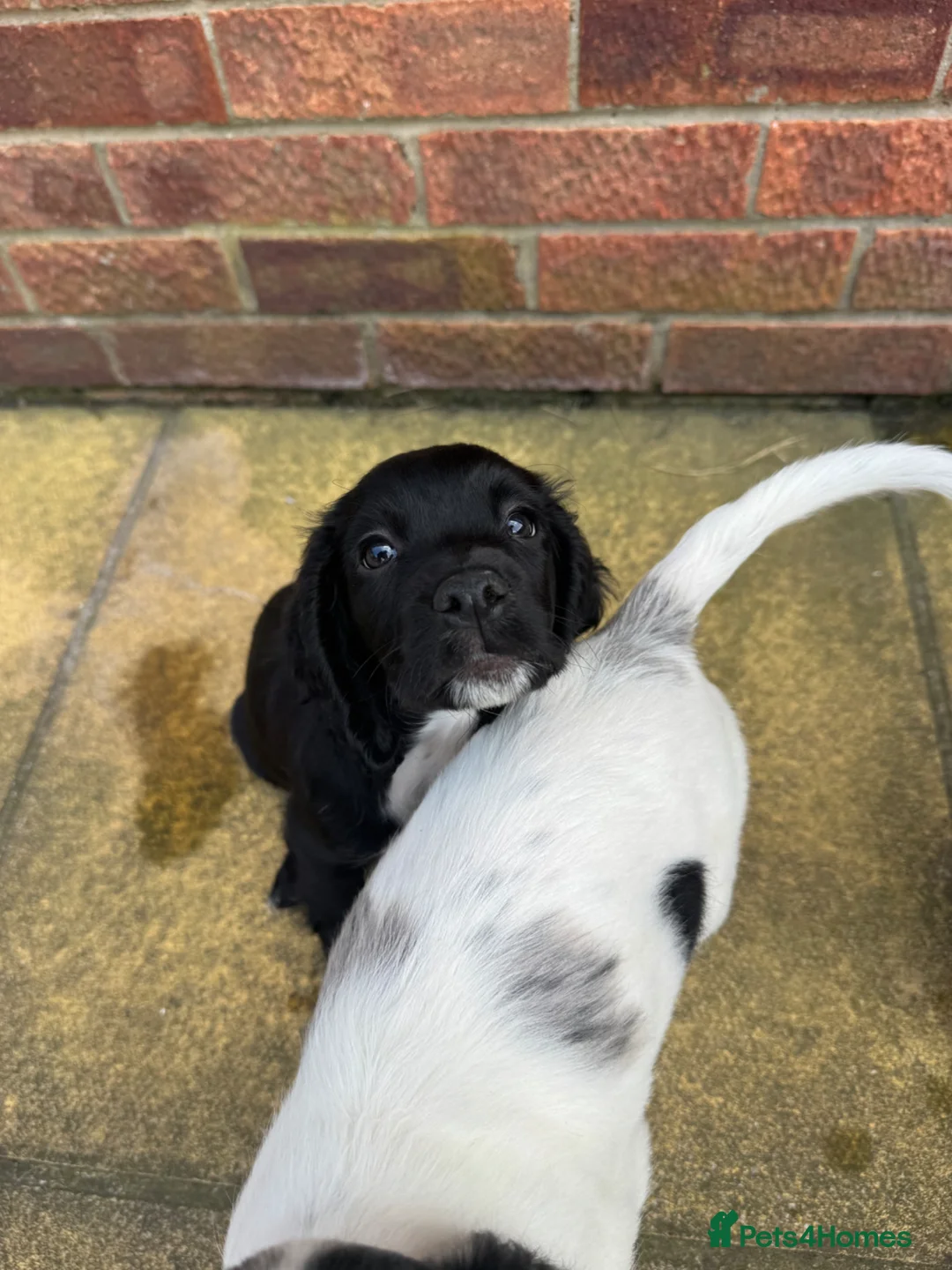Cocker Spaniel dogs for sale: Gorgeous Cocker Spaniel Puppies 🐾  - Advert 2