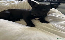 Mixed Breed dogs for sale: Fun, loving puppy - Image 4
