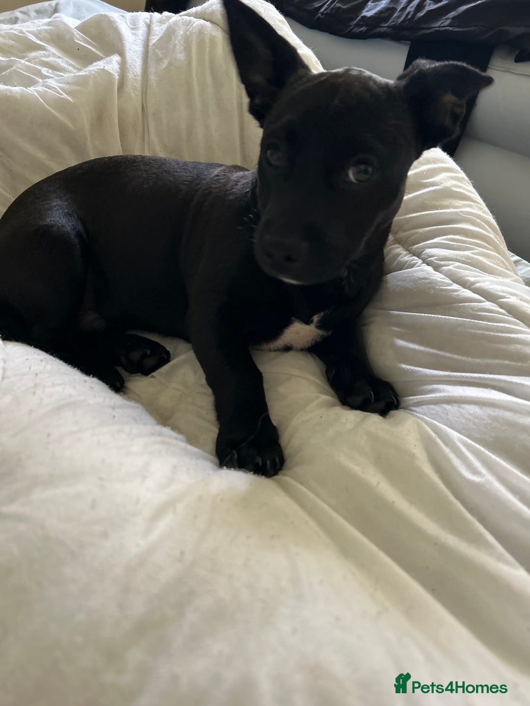 Mixed Breed dogs for sale: Fun, loving puppy - Image 4