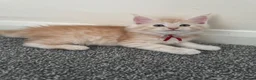 Maine Coon cats for sale: Pure mainecoon kittens DNA health tested parents.  - Advert 31