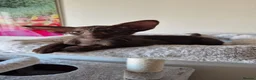 Oriental cats for sale: GCCF Registered Oriental and Siamese Kittens - Advert 2