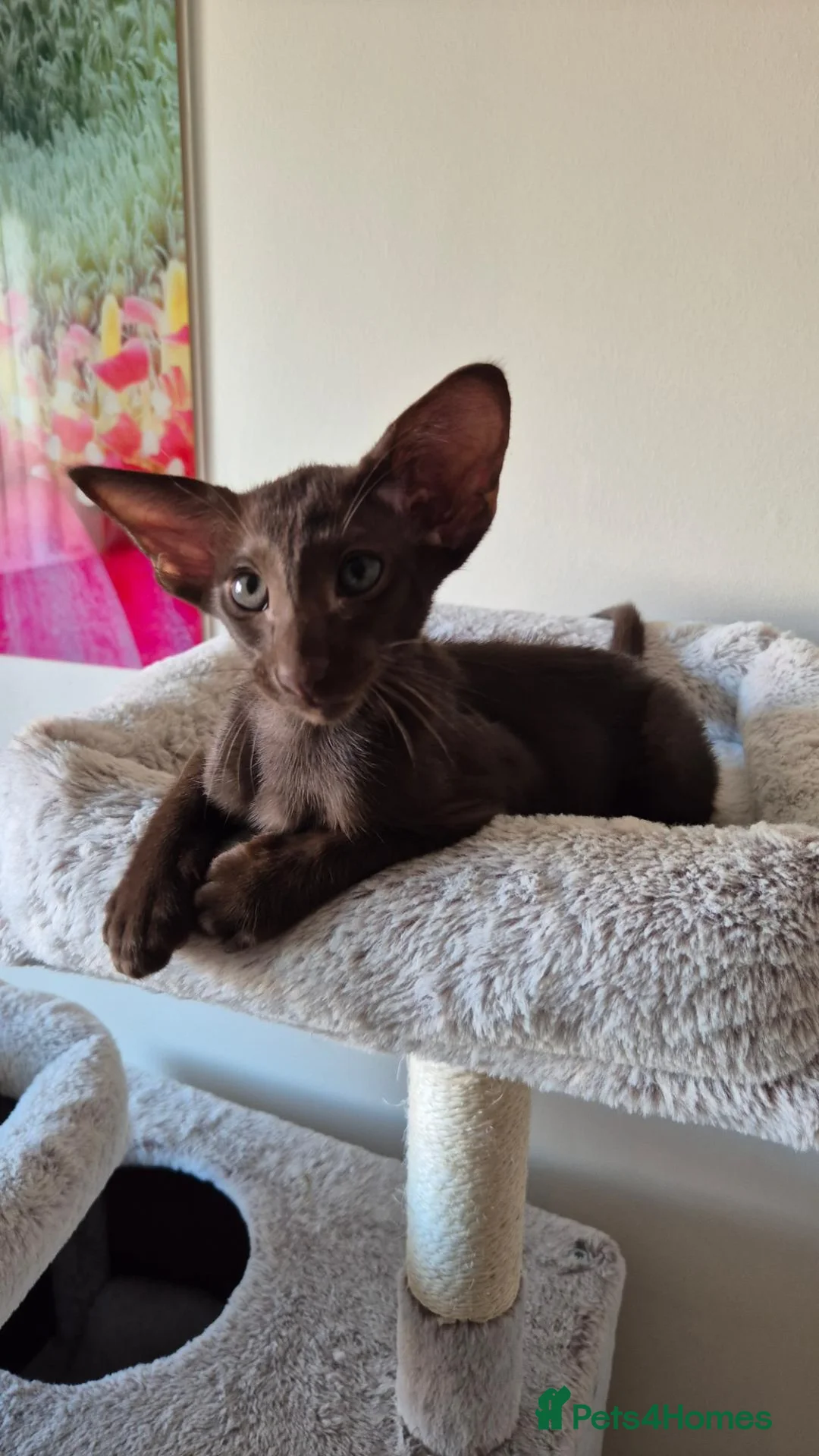 Oriental cats for sale: GCCF Registered Oriental and Siamese Kittens - Advert 2