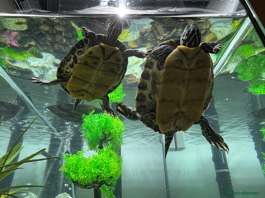 Turtle reptiles for sale: Aquatic turtles  - Image 3