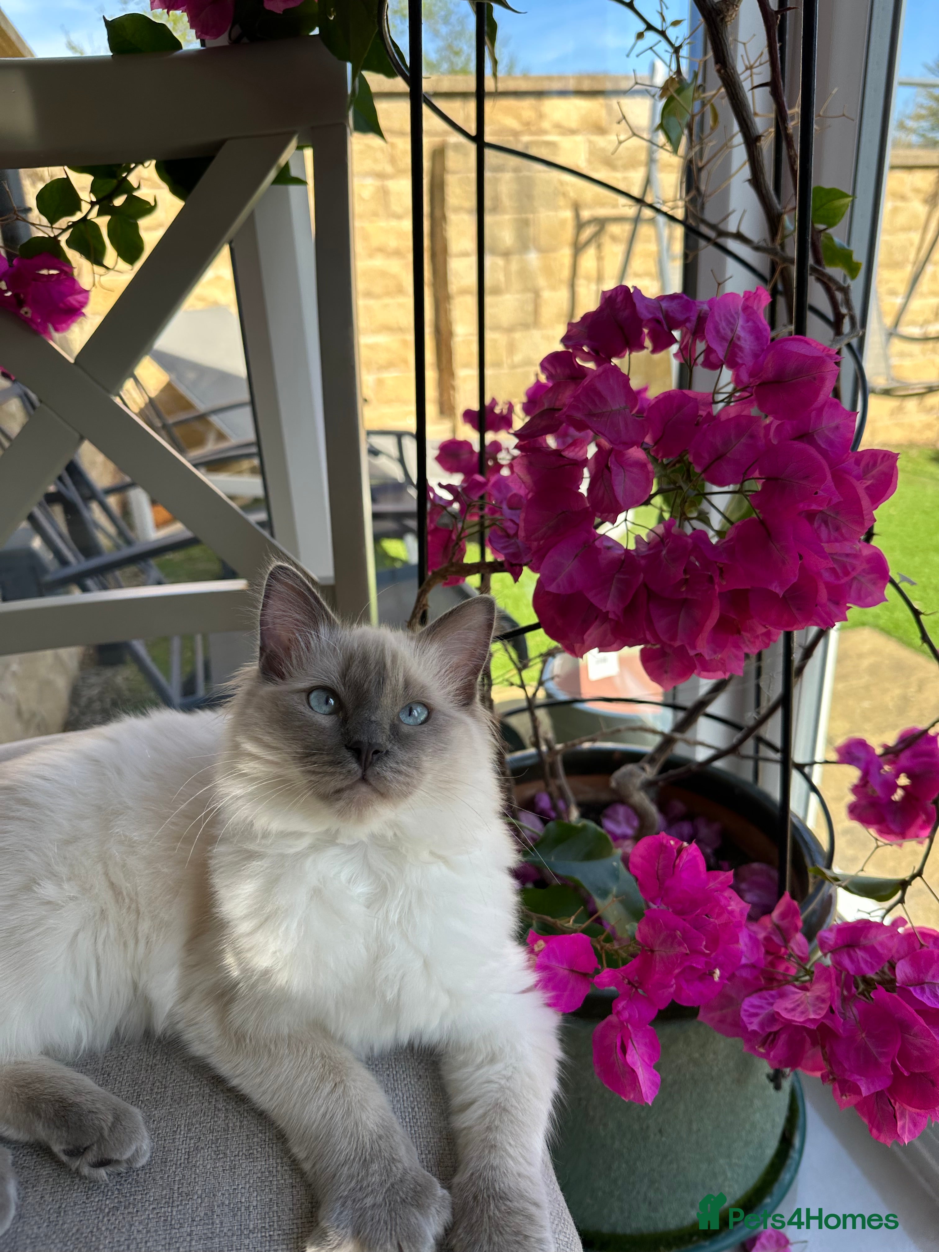 Ragdoll cats Cutest ragdolls kittens - Advert 1