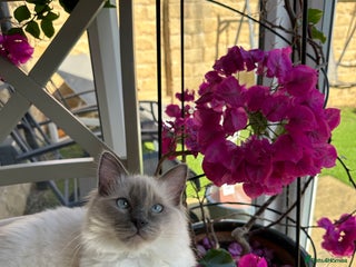 Ragdoll cats Cutest ragdolls kittens - Advert 1