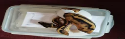 Python Snake reptiles for sale: Cb royal pythons  - Advert 25