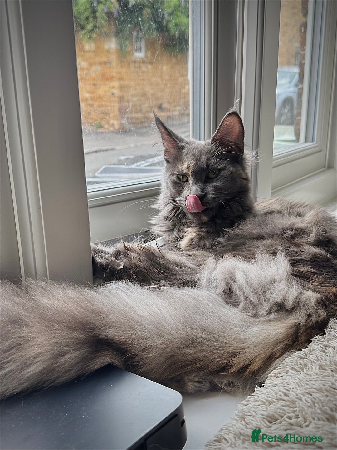 Maine Coon cats for sale: Beautiful Maine coon Female  - Advert 1