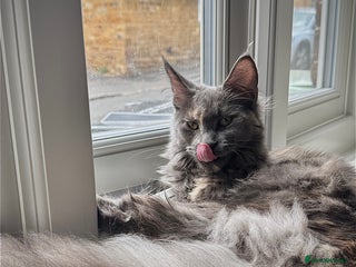 Maine Coon cats Beautiful Maine coon Female - Advert 1