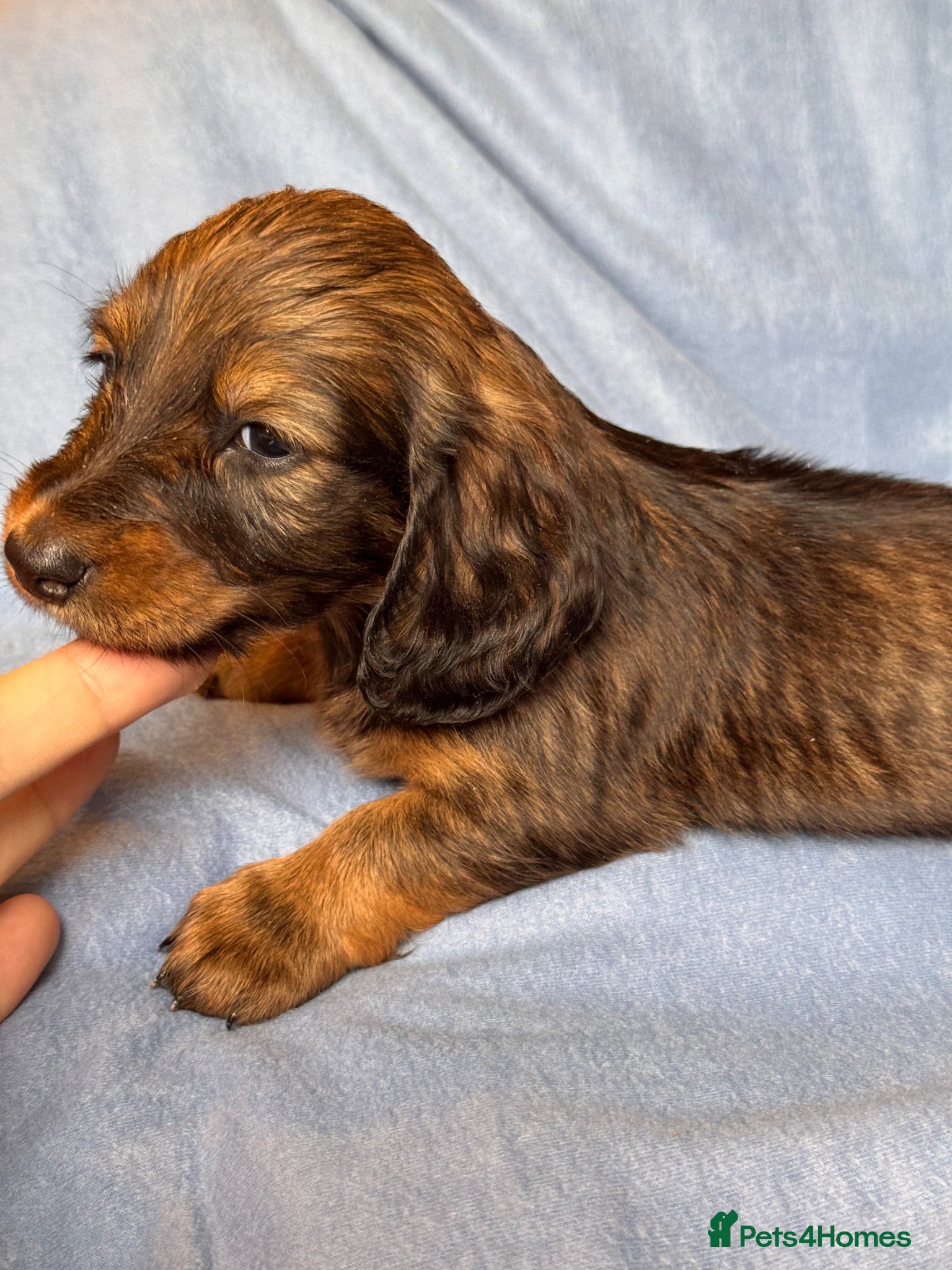 Dachshund dogs Long & Short haired Sable crea Dachshund puppies  - Advert 6