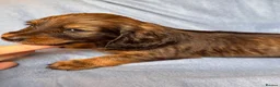 Dachshund dogs for sale: Long & Short haired Sable crea Dachshund puppies  - Advert 4