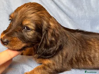 Dachshund dogs Long & Short haired Sable crea Dachshund puppies - Advert 6