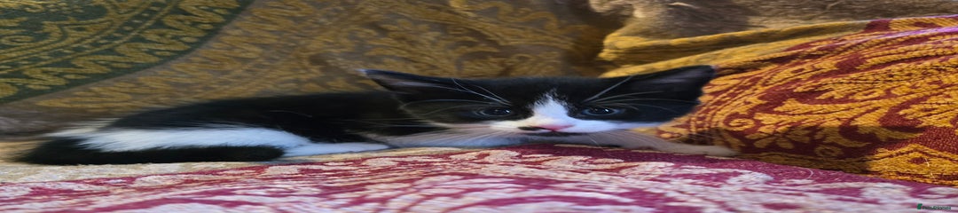 Mixed Breed Kitten 1