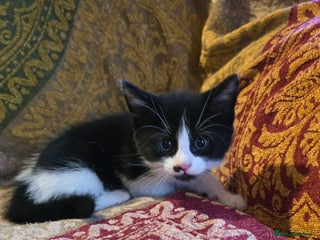 Mixed Breed cats Five adorable kittens for sale. - Advert 1