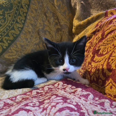 Mixed Breed cats Five adorable kittens for sale. - Advert 2