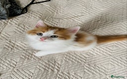 Mixed Breed cats for sale: Two girls and a boy Kuril bobtail mix - Image 4