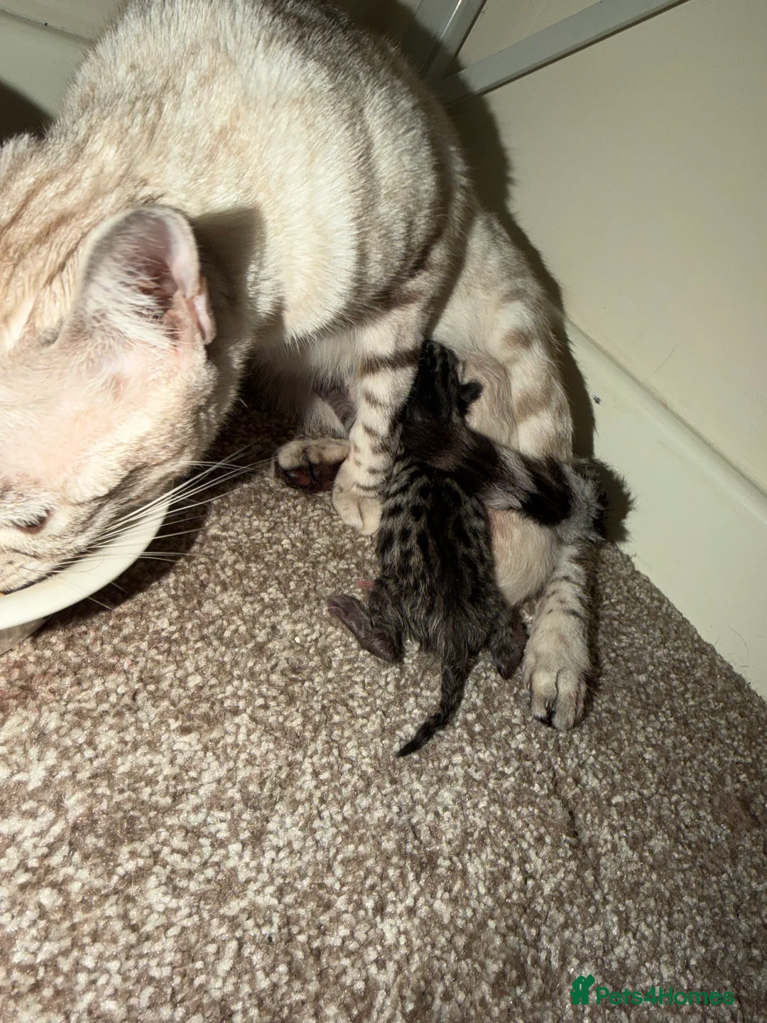 Bengal cats for sale: Bengal kittens  - Advert 11