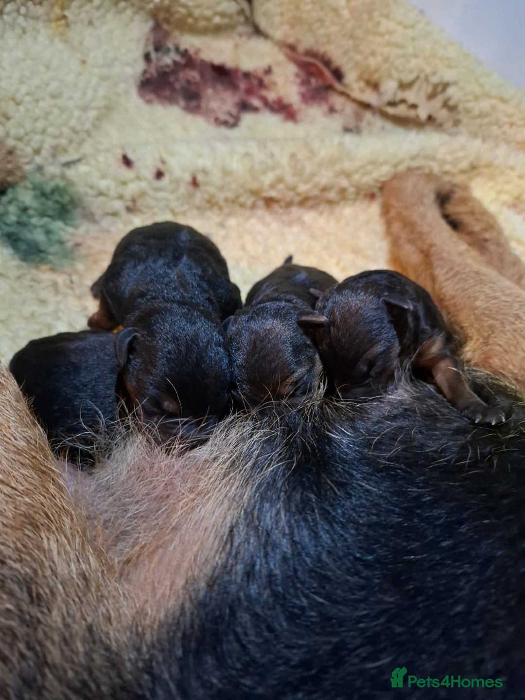 Lakeland Terrier dogs for sale: 🐾 Lakeland Terrier Puppies – Tag × Diesel 🐾 - Advert 15