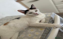 Domestic Shorthair cats for sale: 4 domestic kittens  - Image 8