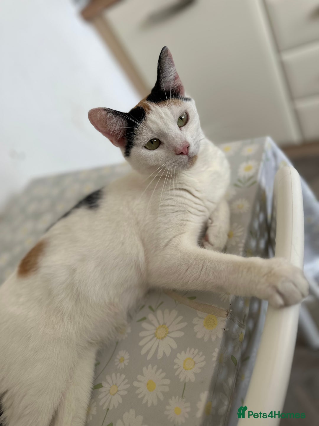 Domestic Shorthair cats for sale: 4 domestic kittens  - Image 8