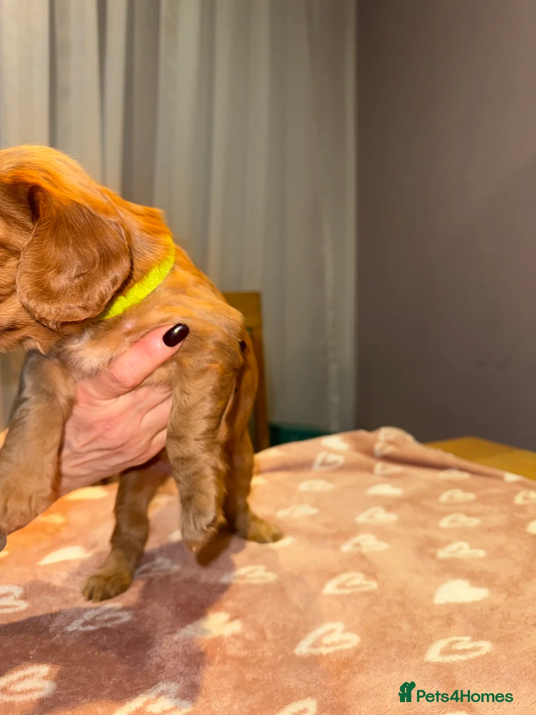 Cocker Spaniel dogs for sale: Adorable cocker spaniel puppies - Advert 23