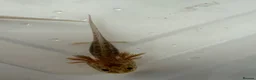 Axolotl reptiles for sale: Axolotl - Advert 35
