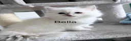 Ragdoll cats for stud: Gccf reg ragdoll lilac point .  - Advert 13