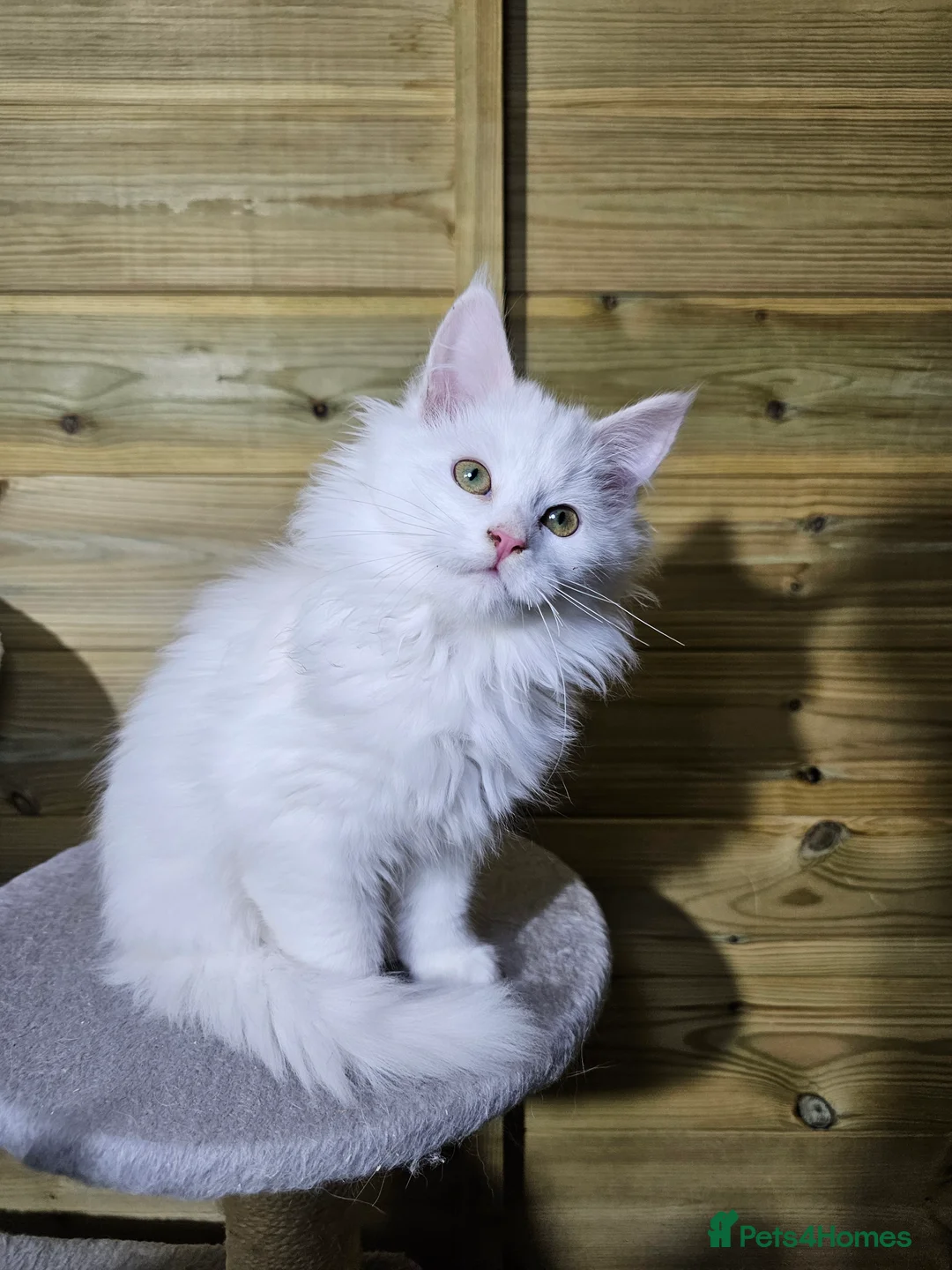 Maine Coon cats for sale: Maine coon  - Advert 13