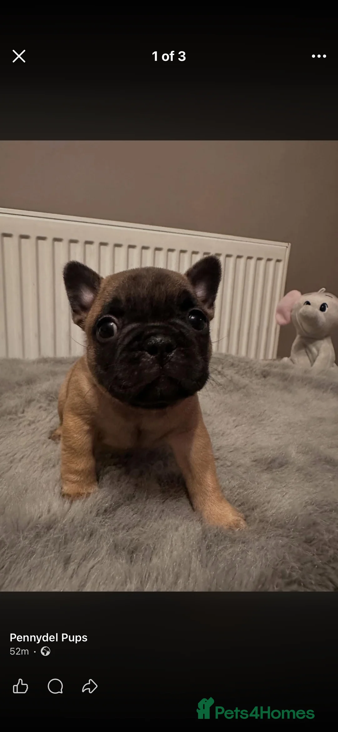 French Bulldog dogs for stud: Mani standard red silver fbce RFG 1  in Edinburgh - Advert 35