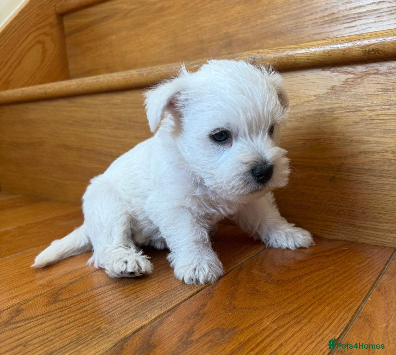 West Highland Terrier dogs READY NOW KC REGISTERED GIRL  - Advert 2