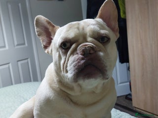 French Bulldog dogs Kc French bulldog Stud - Advert 23