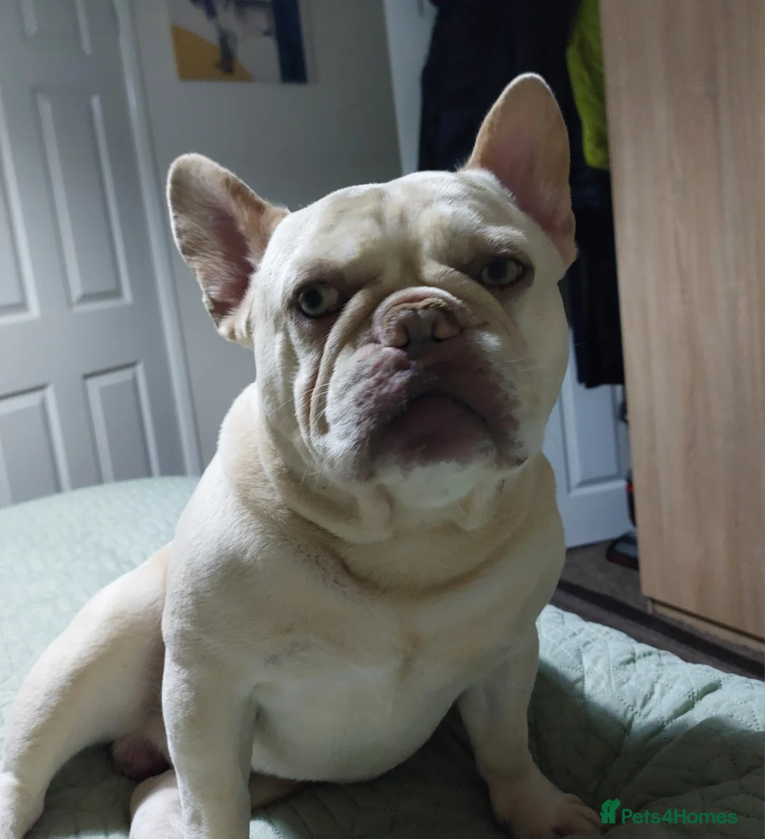 French Bulldog dogs for stud: Kc French bulldog Stud  - Advert 5