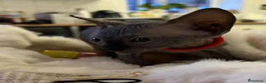 Sphynx 2