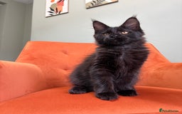 Maine Coon cats for sale: ✨Maine Coon Kittens Available - Champion Pedigree✨ - Image 19