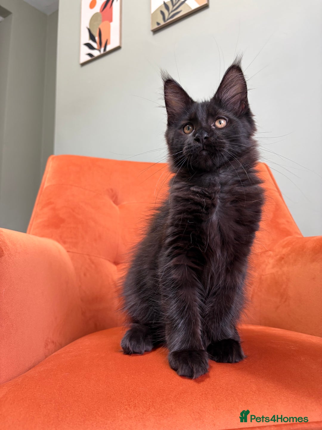 Maine Coon cats for sale: ✨Maine Coon Kittens Available - Champion Pedigree✨ - Image 19