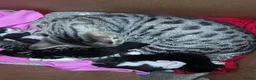 Mixed Breed cats for sale: Cute Kittens for Sale!!! in Luton - Advert 1